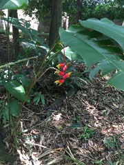 Heliconia rostrata
