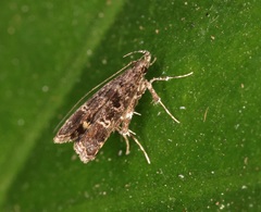 Nosphistica bisinuata