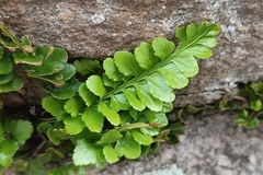 Asplenium marinum