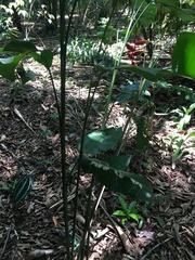 Heliconia rostrata