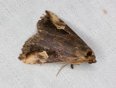 Pseudosphetta fissisigna