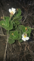 Diclis