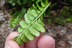 Asplenium marinum