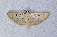 Pycnarmon aeriferalis