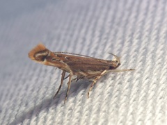 Pyroderces