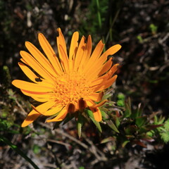 Oedera imbricata