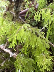 Hymenophyllum