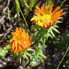 Oedera imbricata