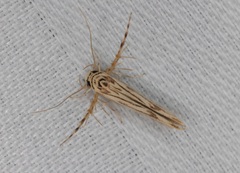 Stathmopoda