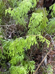 Hymenophyllum