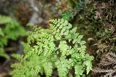 Cystopteris moupinensis