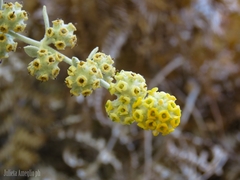 Buddleja cordobensis