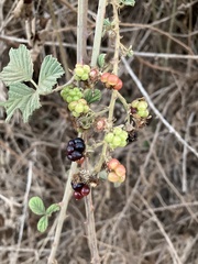 Rubus creticus