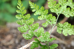 Cystopteris moupinensis