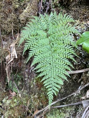 Arachniodes insularis