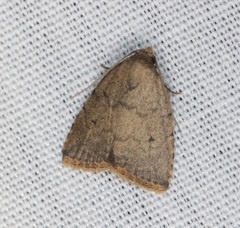 Anachrostis