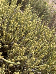 Anabasis articulata