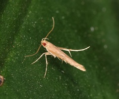 Cosmopterigidae
