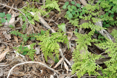 Cystopteris moupinensis