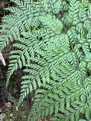 Arachniodes insularis