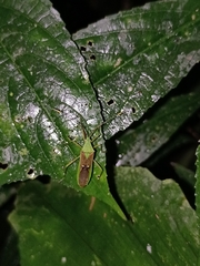 Homoeocerus bipunctatus