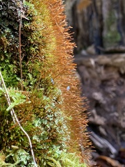 Tetraphis pellucida
