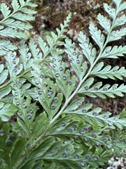 Arachniodes insularis