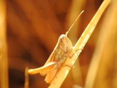 Euchorthippus elegantulus