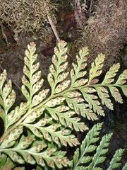 Arachniodes insularis