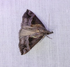Hypena indicatalis