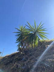 Yucca aloifolia