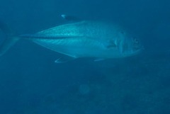 Caranx sexfasciatus
