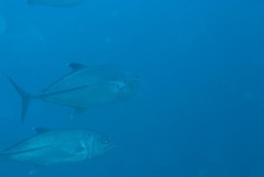 Caranx sexfasciatus
