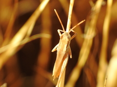 Euchorthippus elegantulus