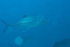 Caranx sexfasciatus