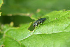 Agrilus cyanescens