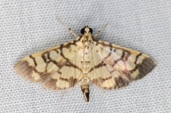 Lygropia distorta