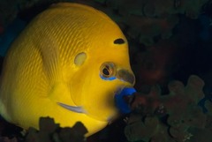 Apolemichthys trimaculatus