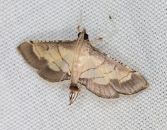 Marasmia