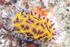 Halgerda wasinensis