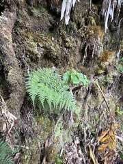 Arachniodes insularis