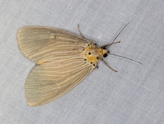 Neochera inops