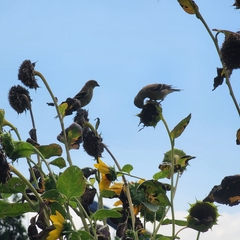 Spinus tristis