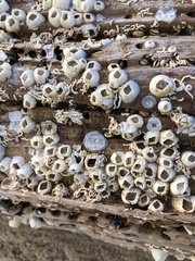 Amphibalanus improvisus