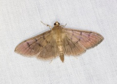 Omiodes pernitescens