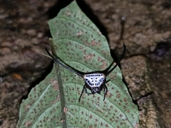 Macracantha arcuata
