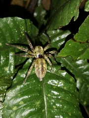 Thelcticopis severa