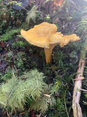 Cantharellus
