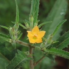 Mentzelia isolata
