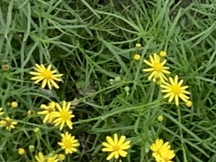 Senecio inaequidens